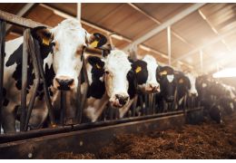 Czym najlepiej zadaszyć budynek inwentarski?